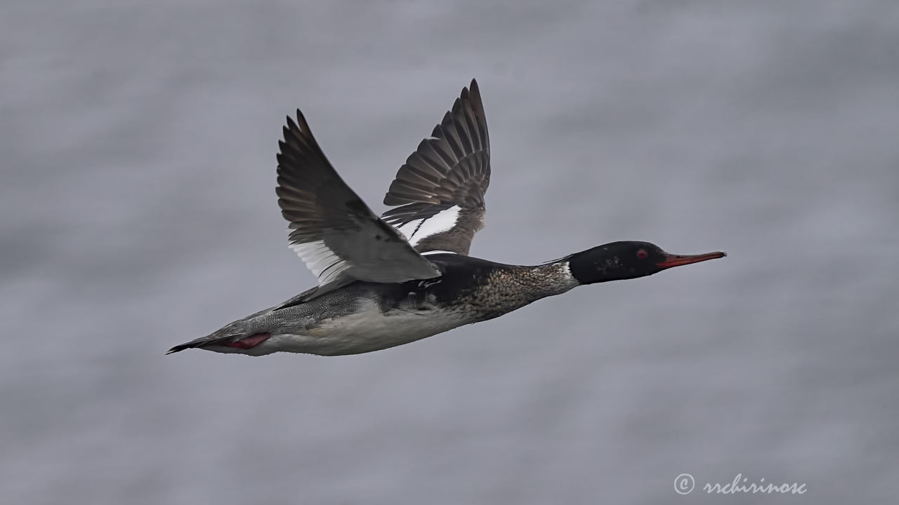 Red-breasted merganser