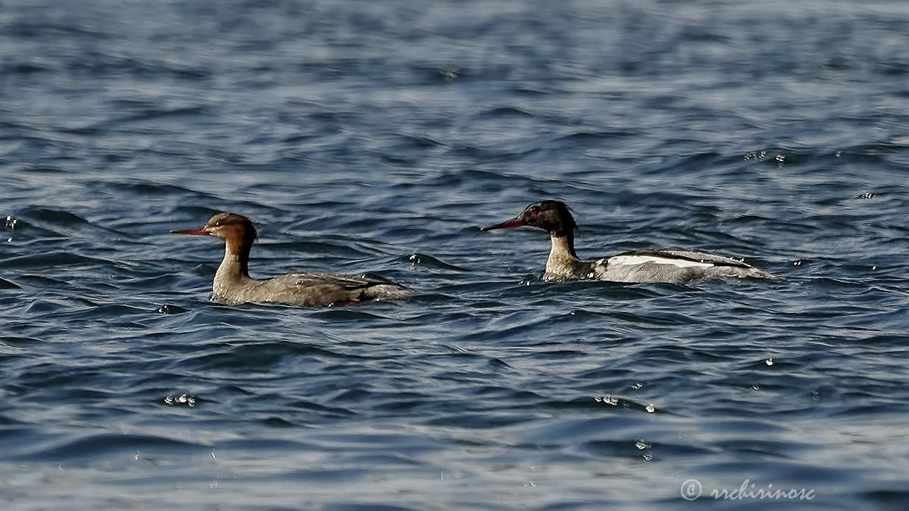 Red-breasted merganser