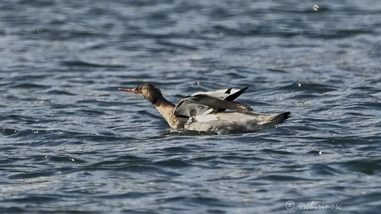 Red-breasted merganser