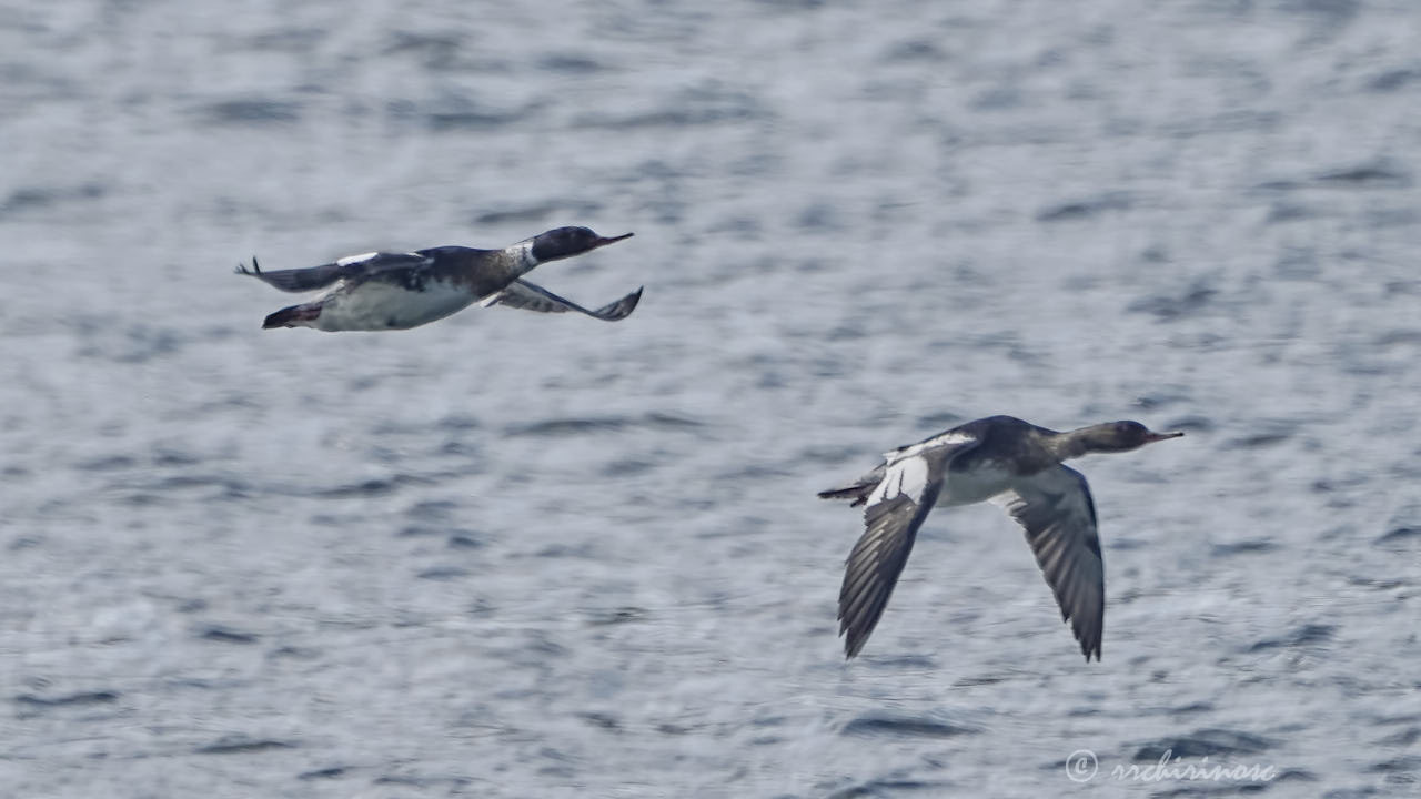 Red-breasted merganser