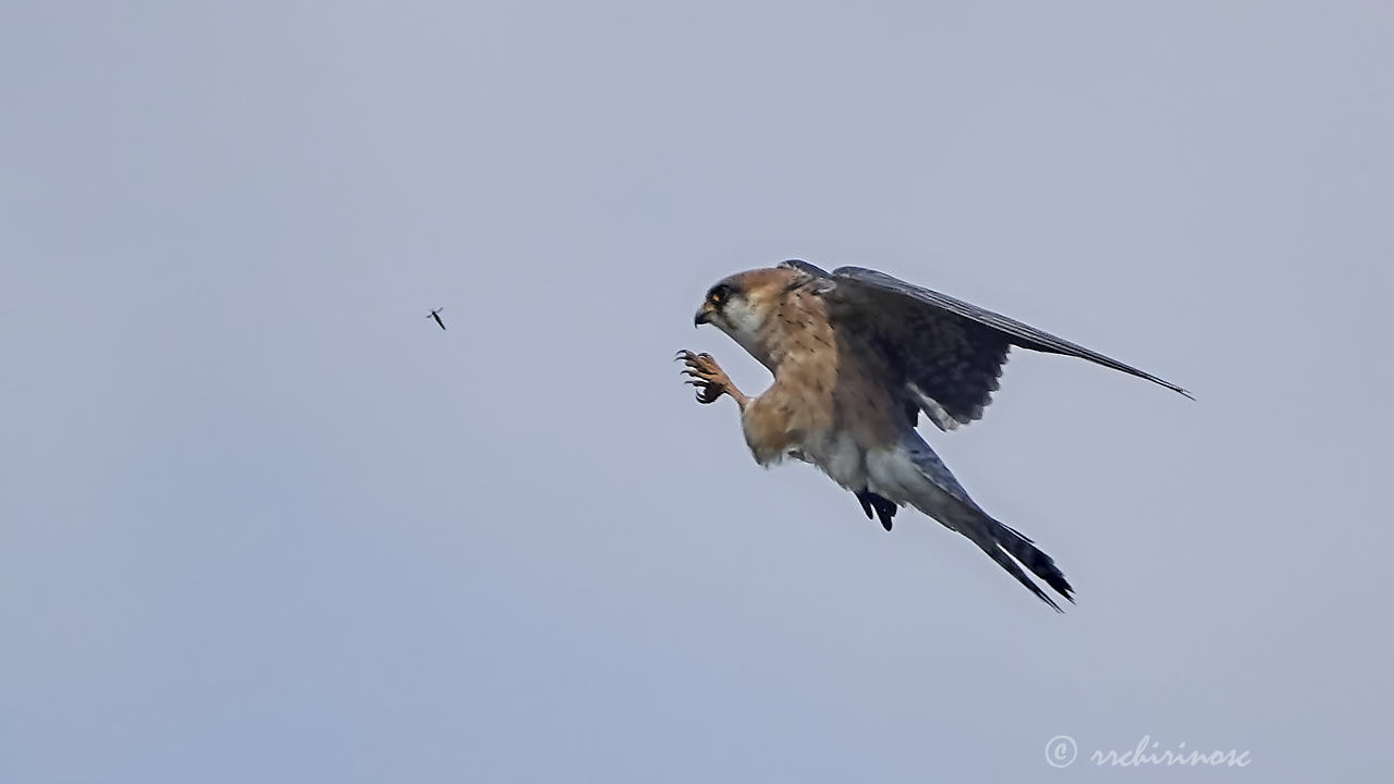 Red-footed falcon