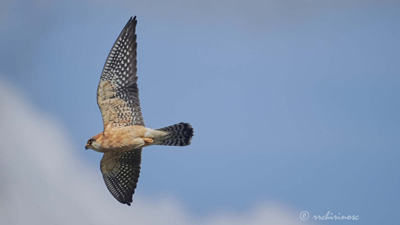 Red-footed falcon