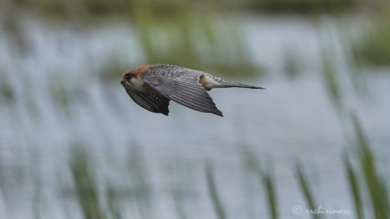 Red-footed falcon