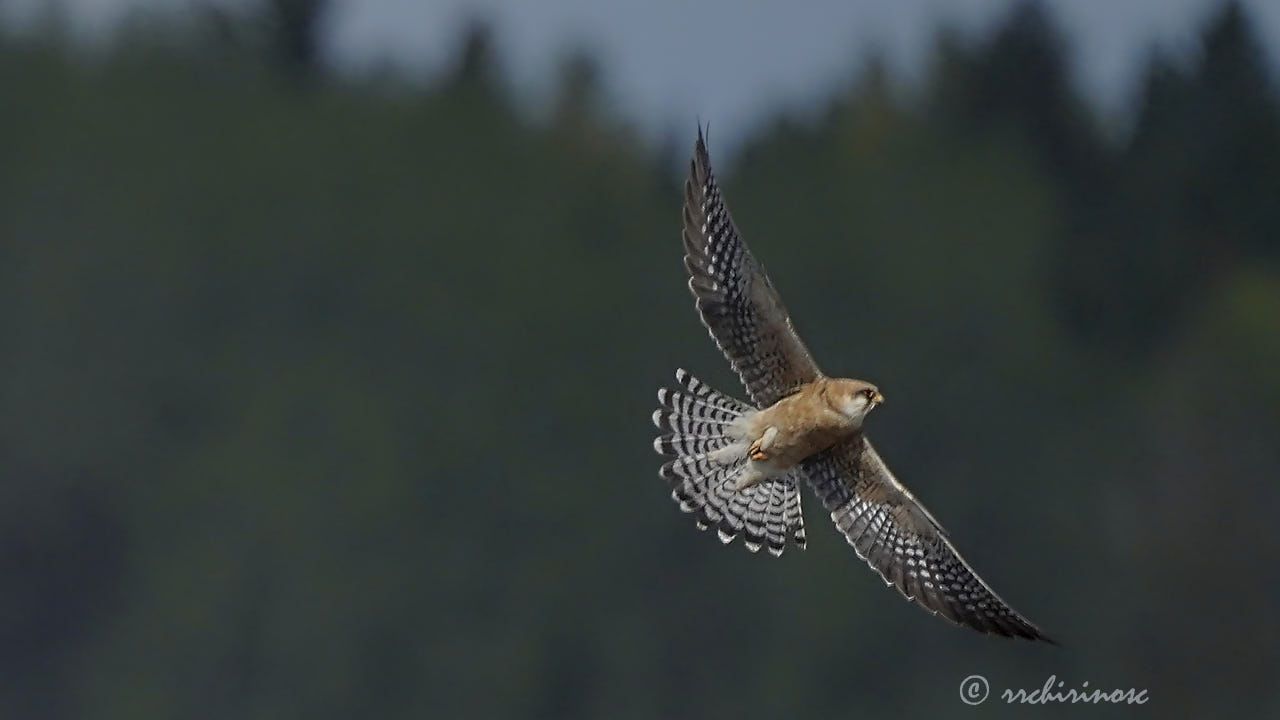 Red-footed falcon