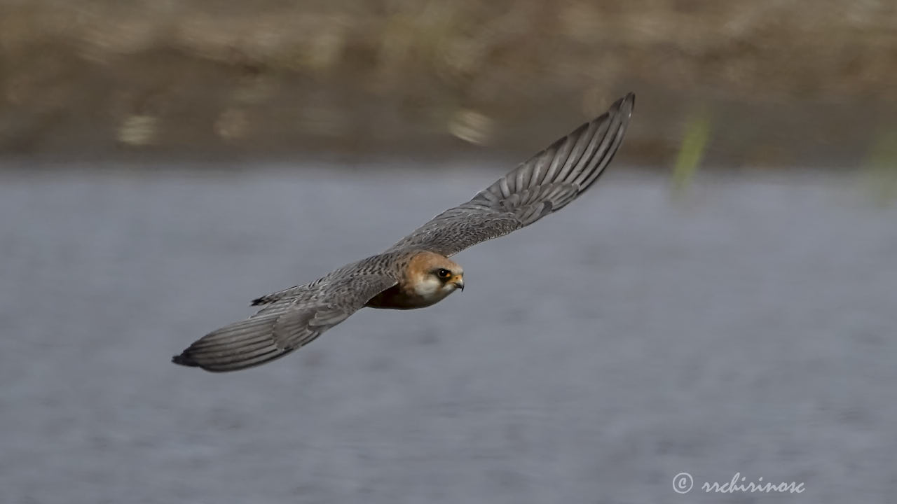 Red-footed falcon