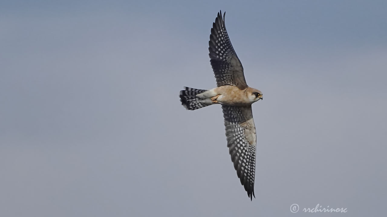 Red-footed falcon