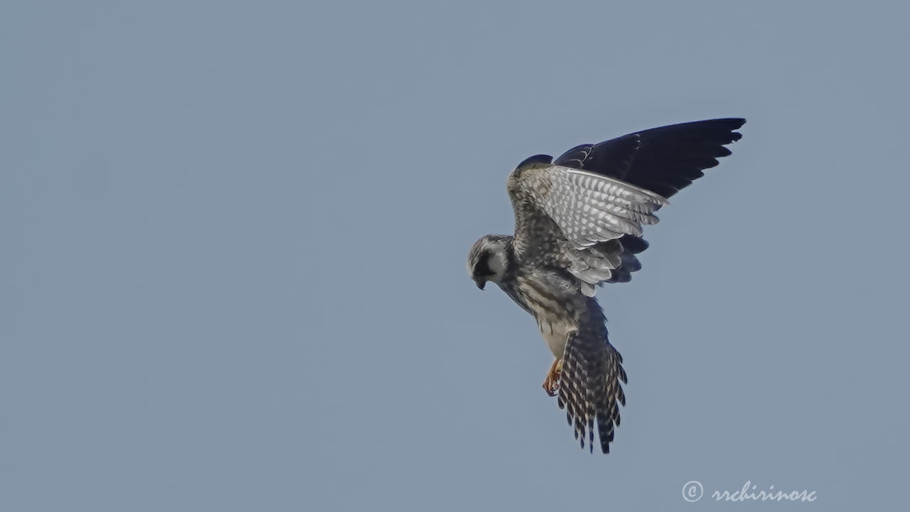 Red-footed falcon