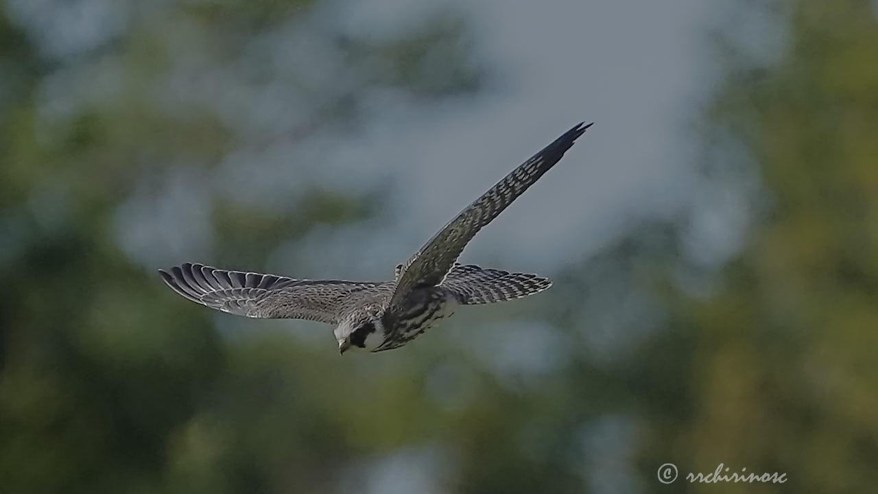 Red-footed falcon