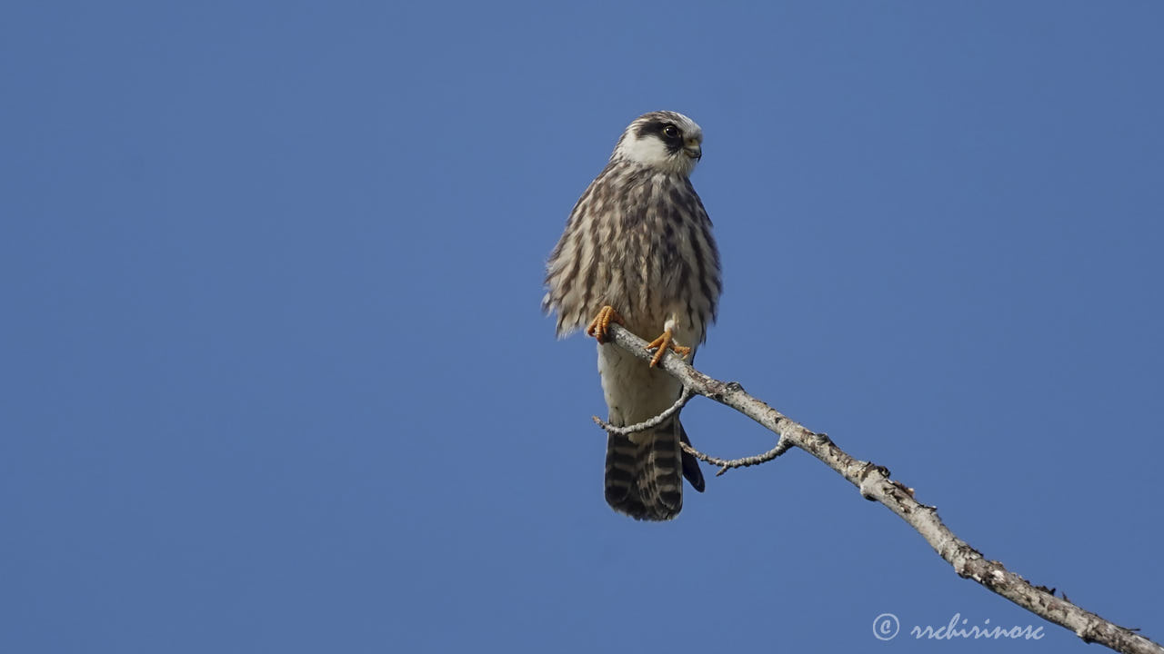 Red-footed falcon