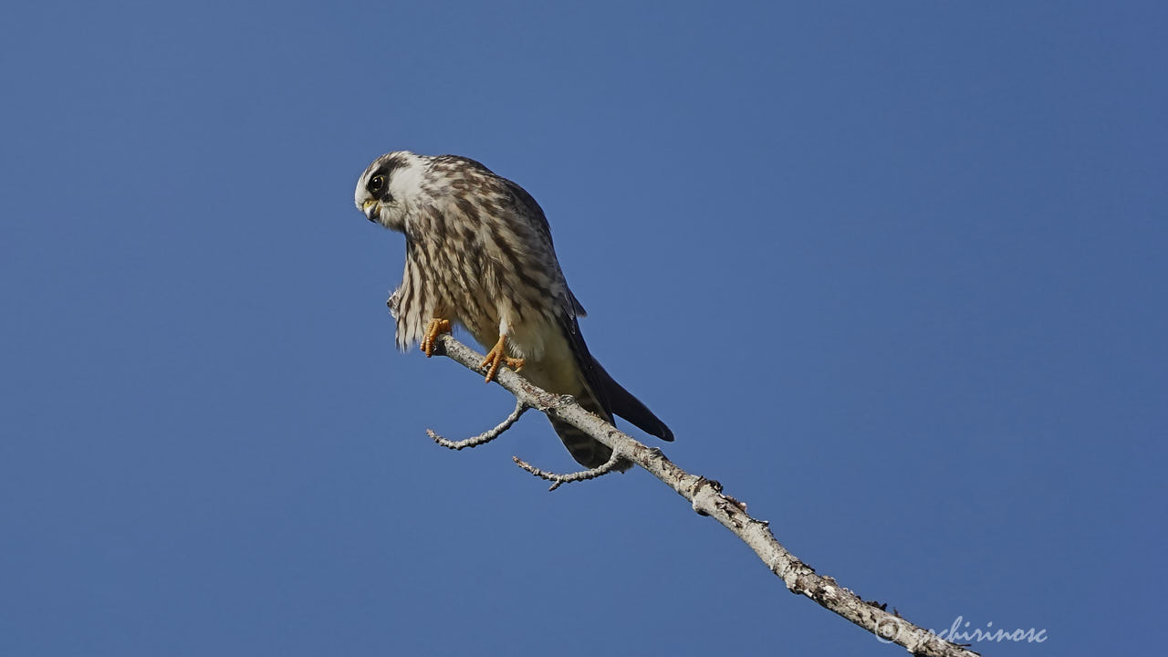 Red-footed falcon