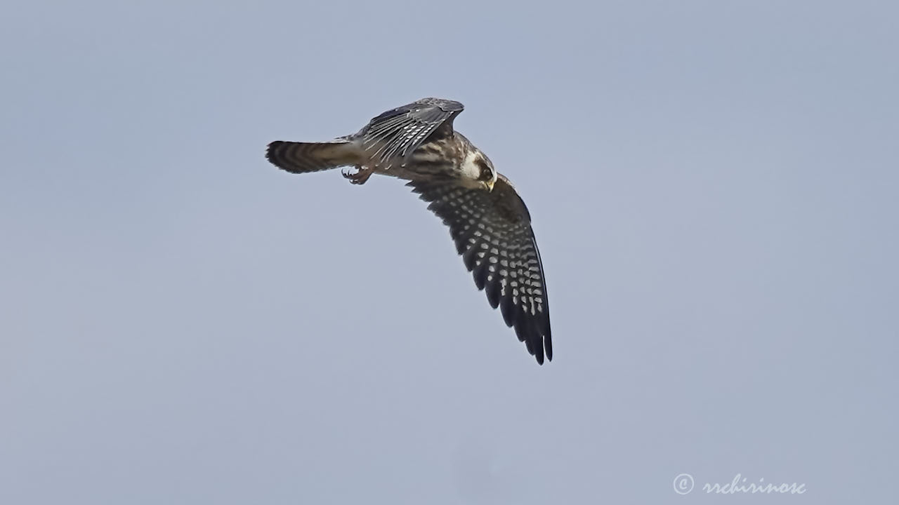 Red-footed falcon