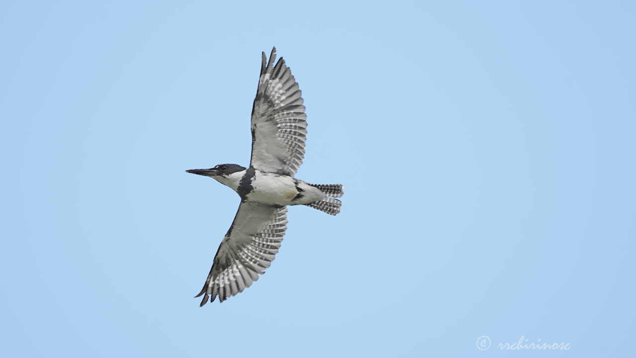 Belted kingfisher