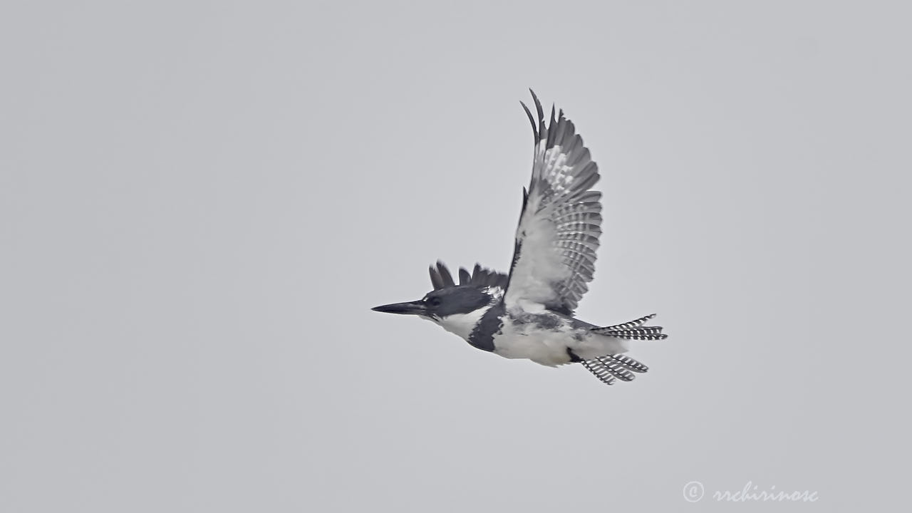 Belted kingfisher