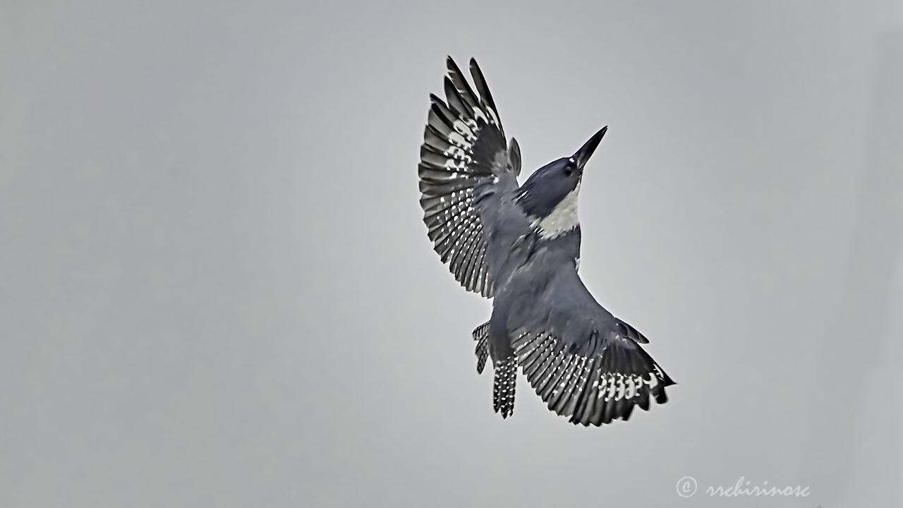 Belted kingfisher