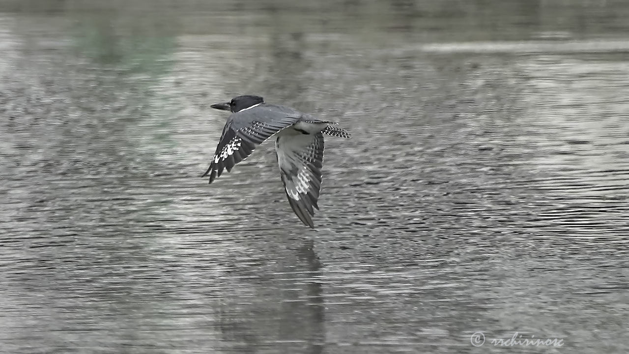 Belted kingfisher