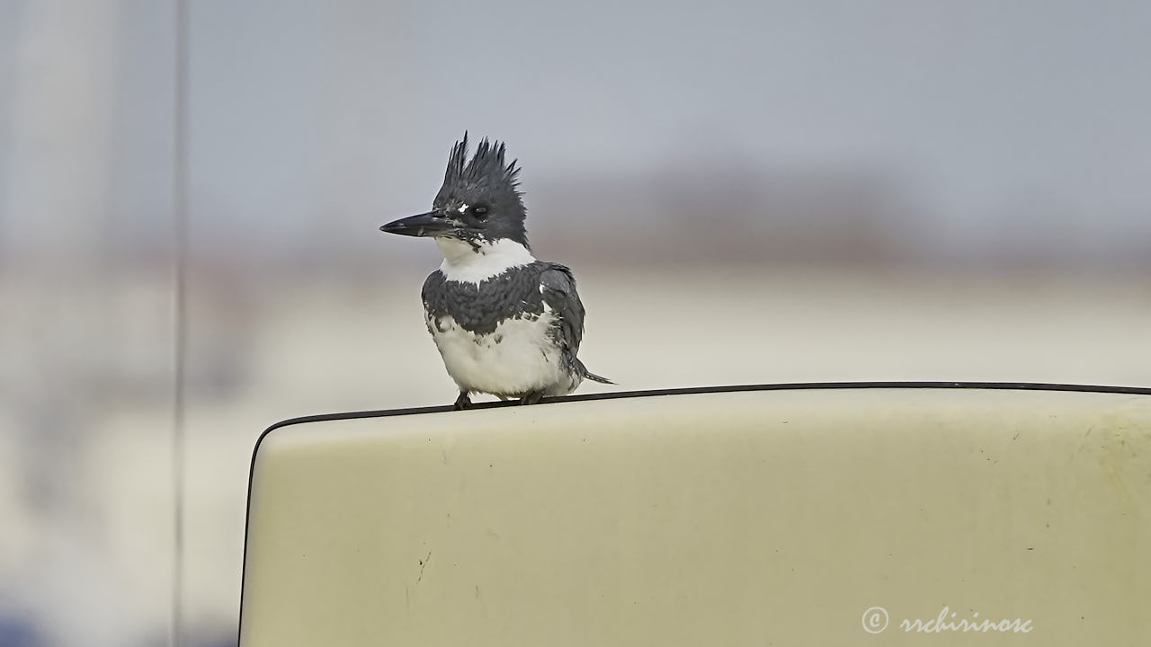 Belted kingfisher