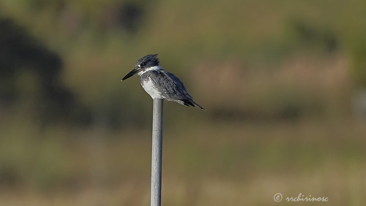 Belted kingfisher