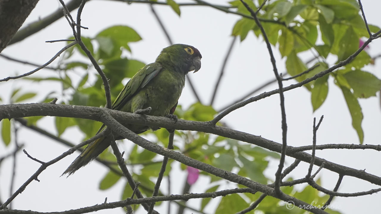 Red-masked parakeet