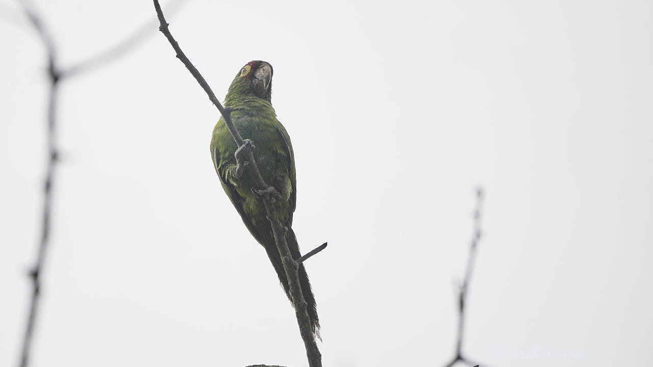 Red-masked parakeet