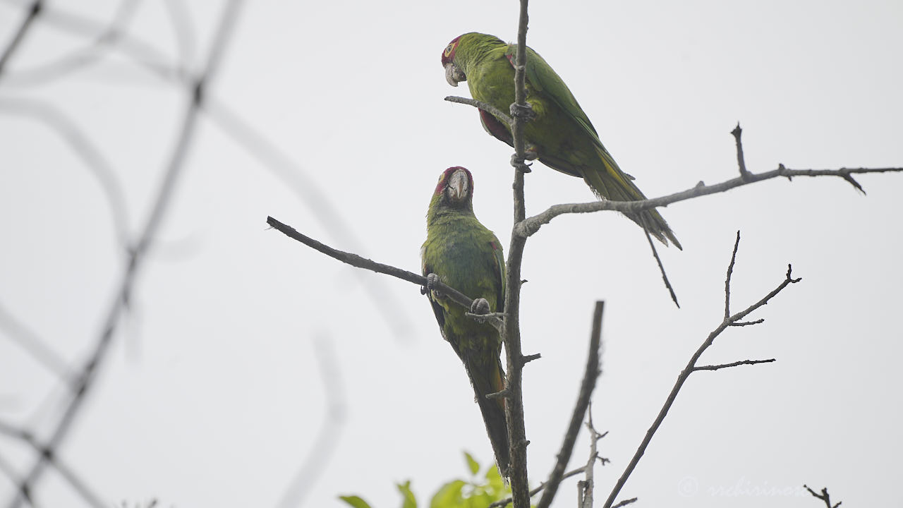 Red-masked parakeet