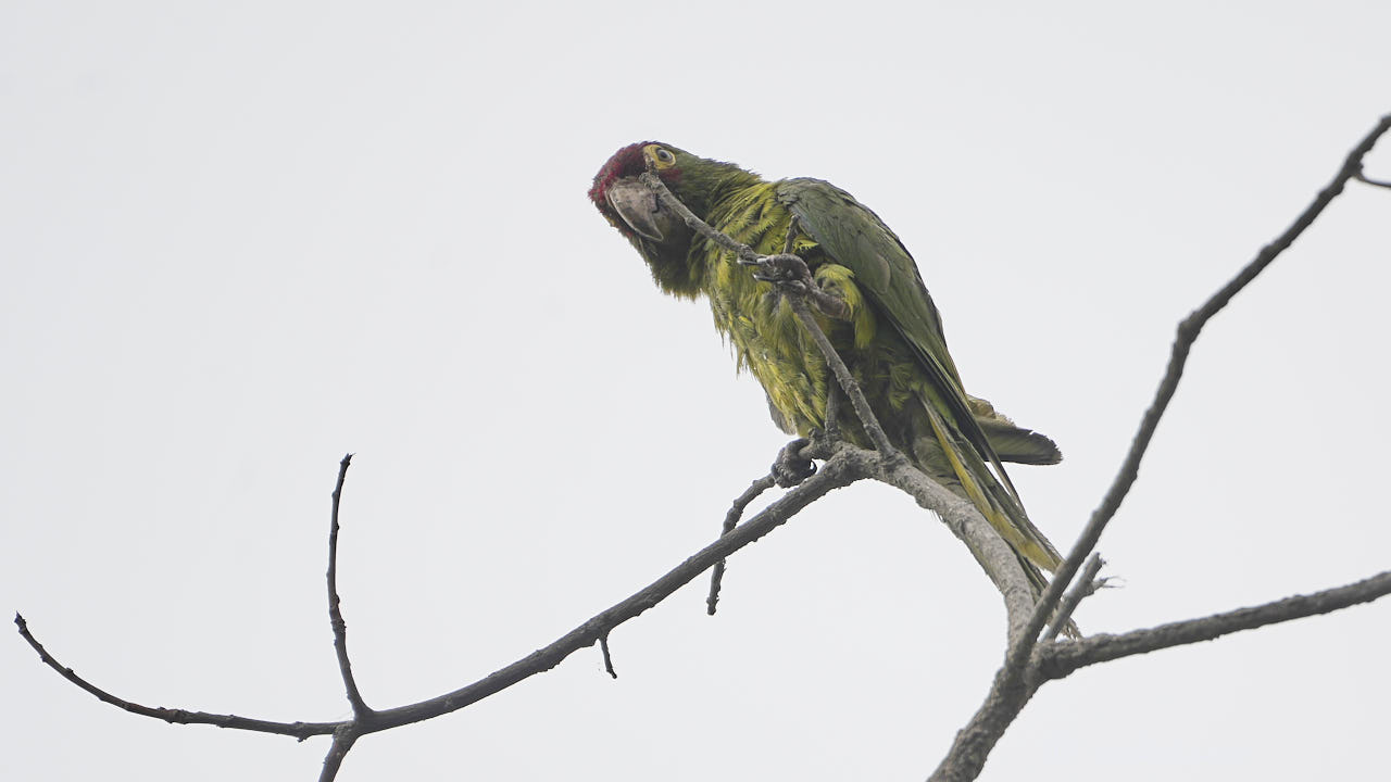 Red-masked parakeet