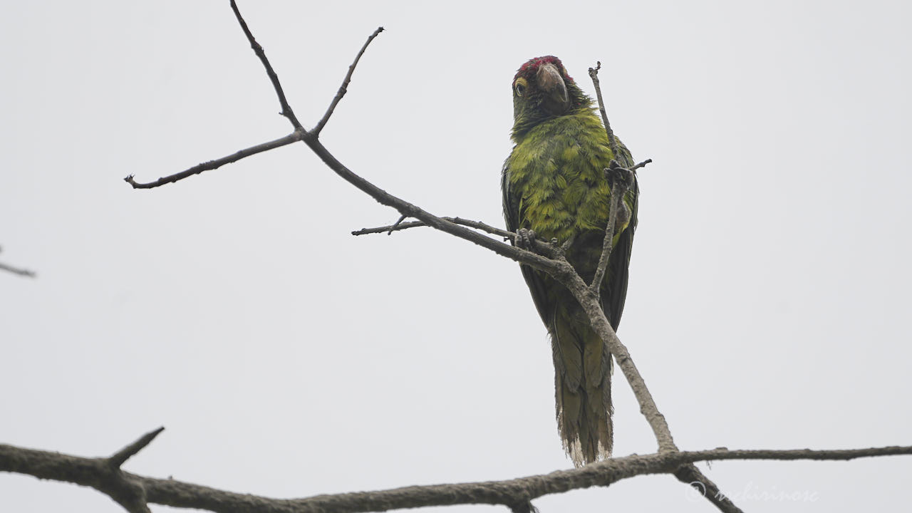 Red-masked parakeet