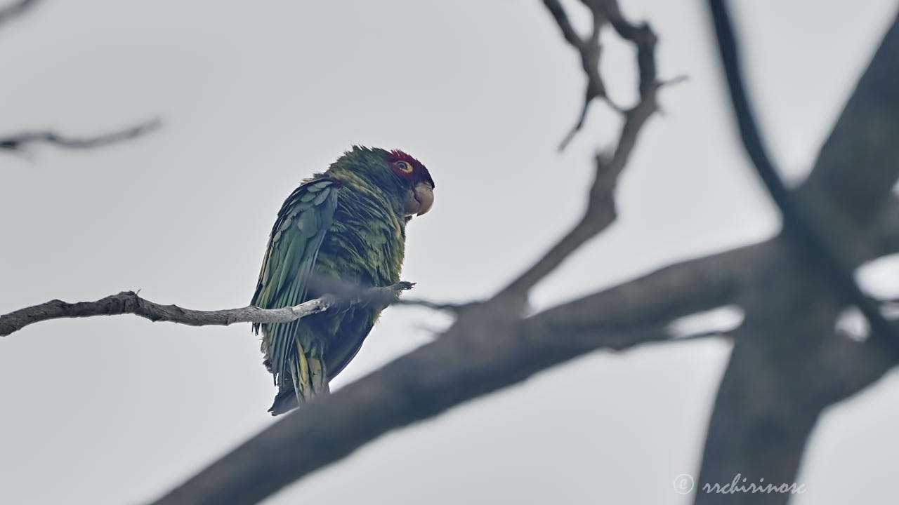 Red-masked parakeet