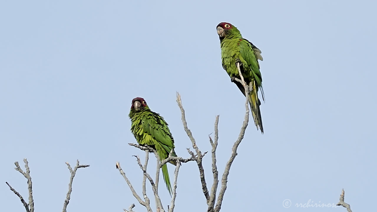 Red-masked parakeet