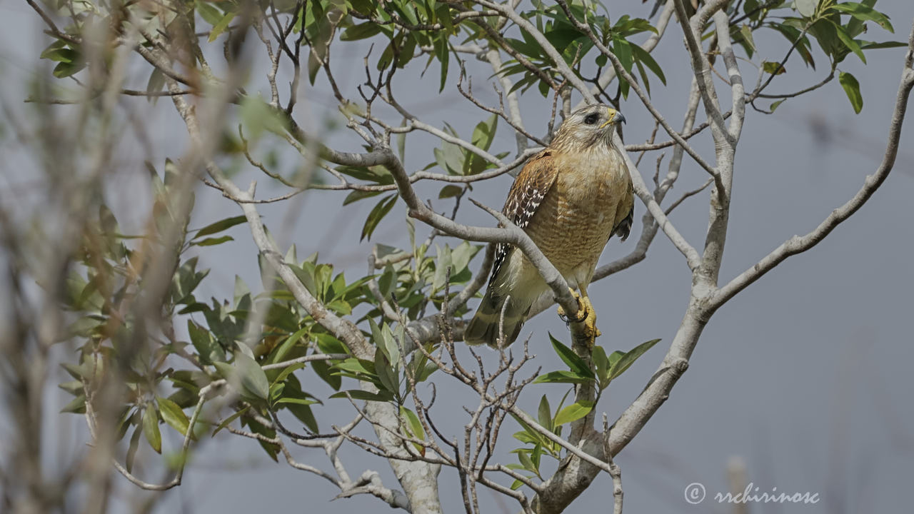 Red-shouldered hawk