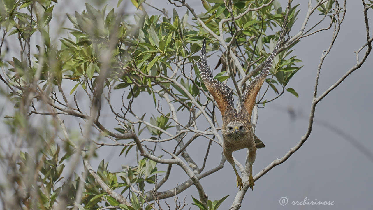 Red-shouldered hawk