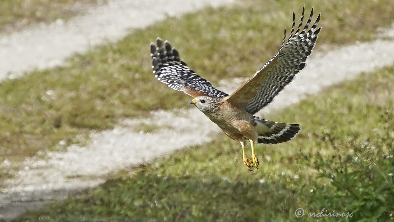 Red-shouldered hawk