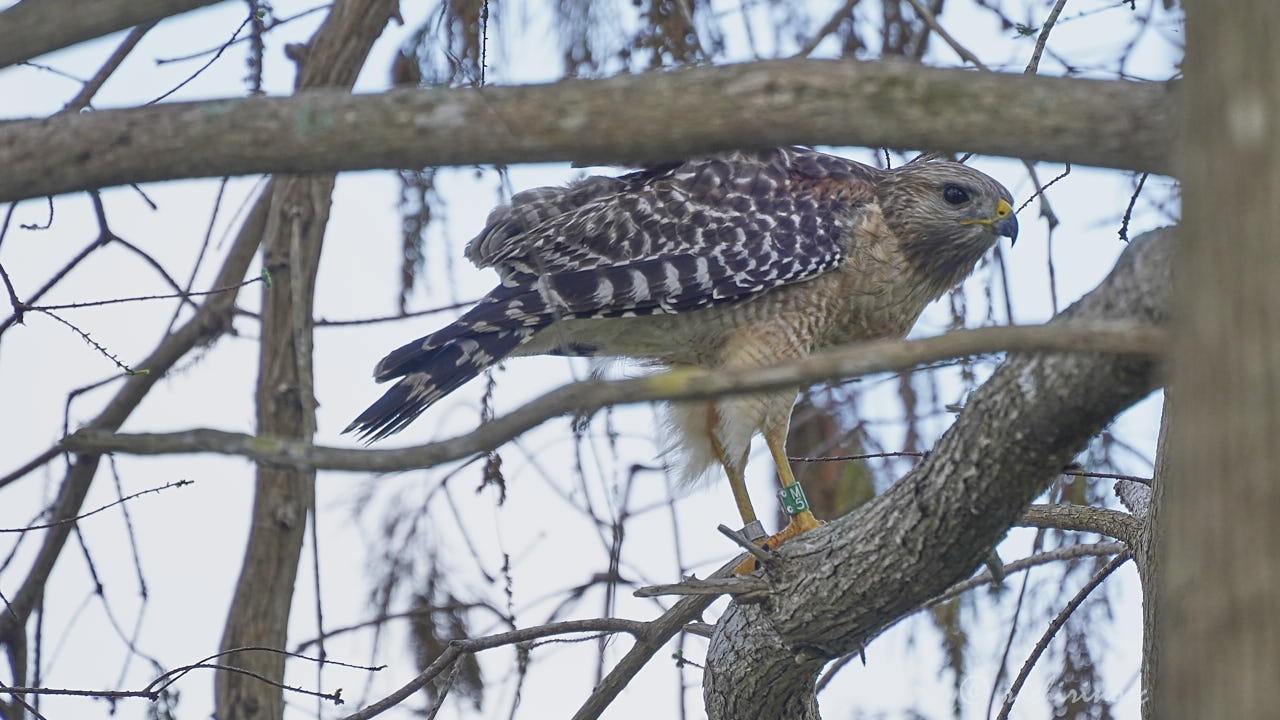 Red-shouldered hawk