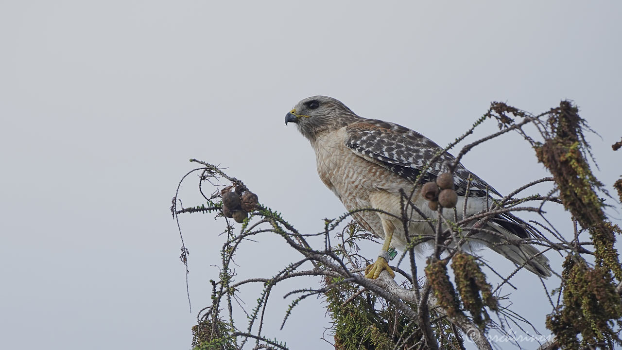 Red-shouldered hawk