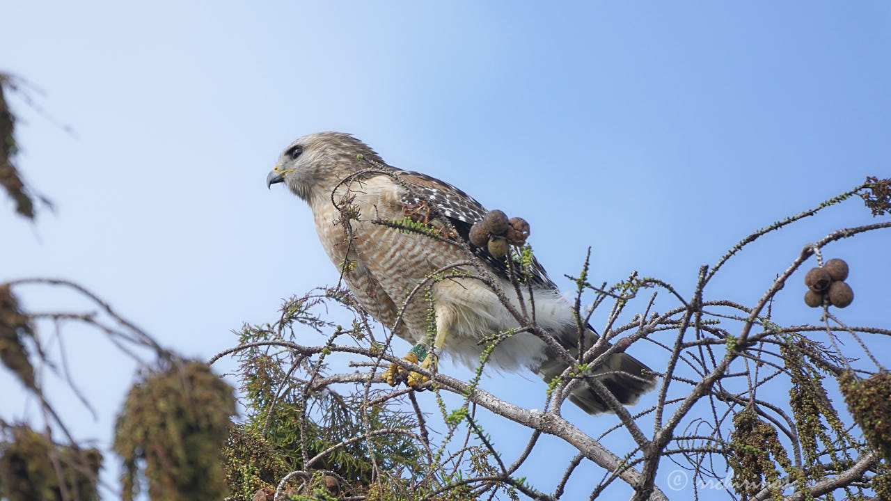 Red-shouldered hawk