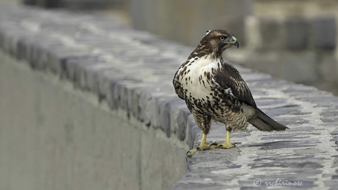 Red-tailed hawk