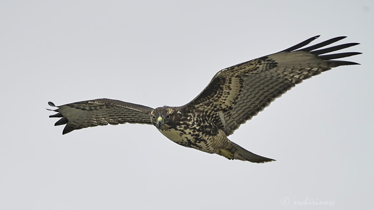 Red-tailed hawk