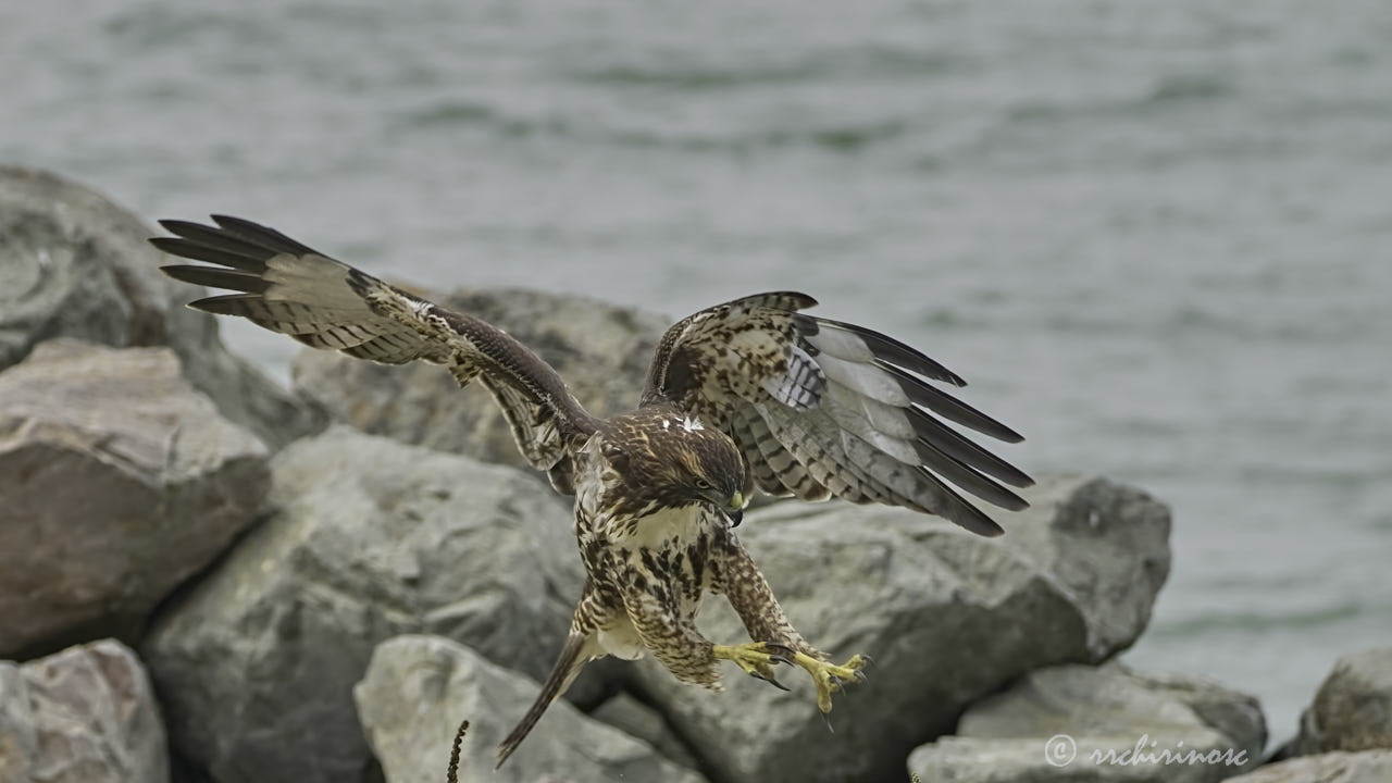 Red-tailed hawk