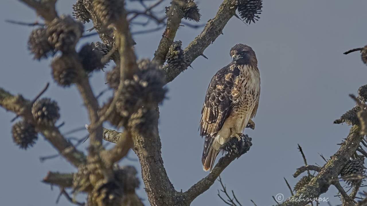 Red-tailed hawk