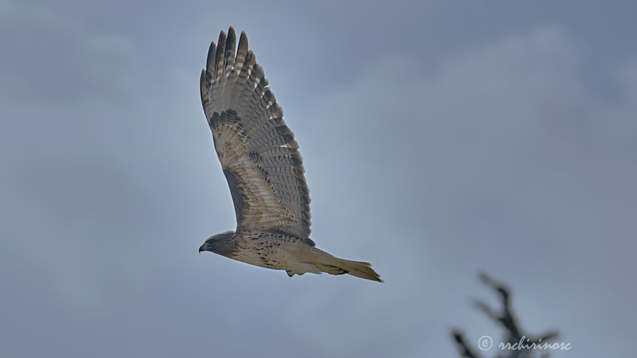 Red-tailed hawk