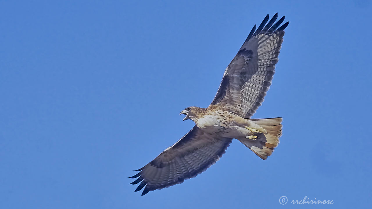 Red-tailed hawk