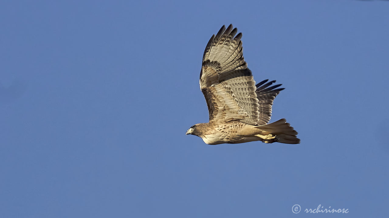 Red-tailed hawk