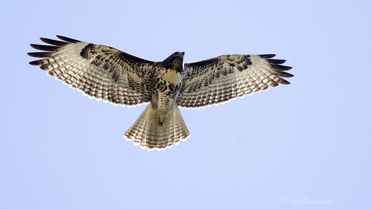 Red-tailed hawk