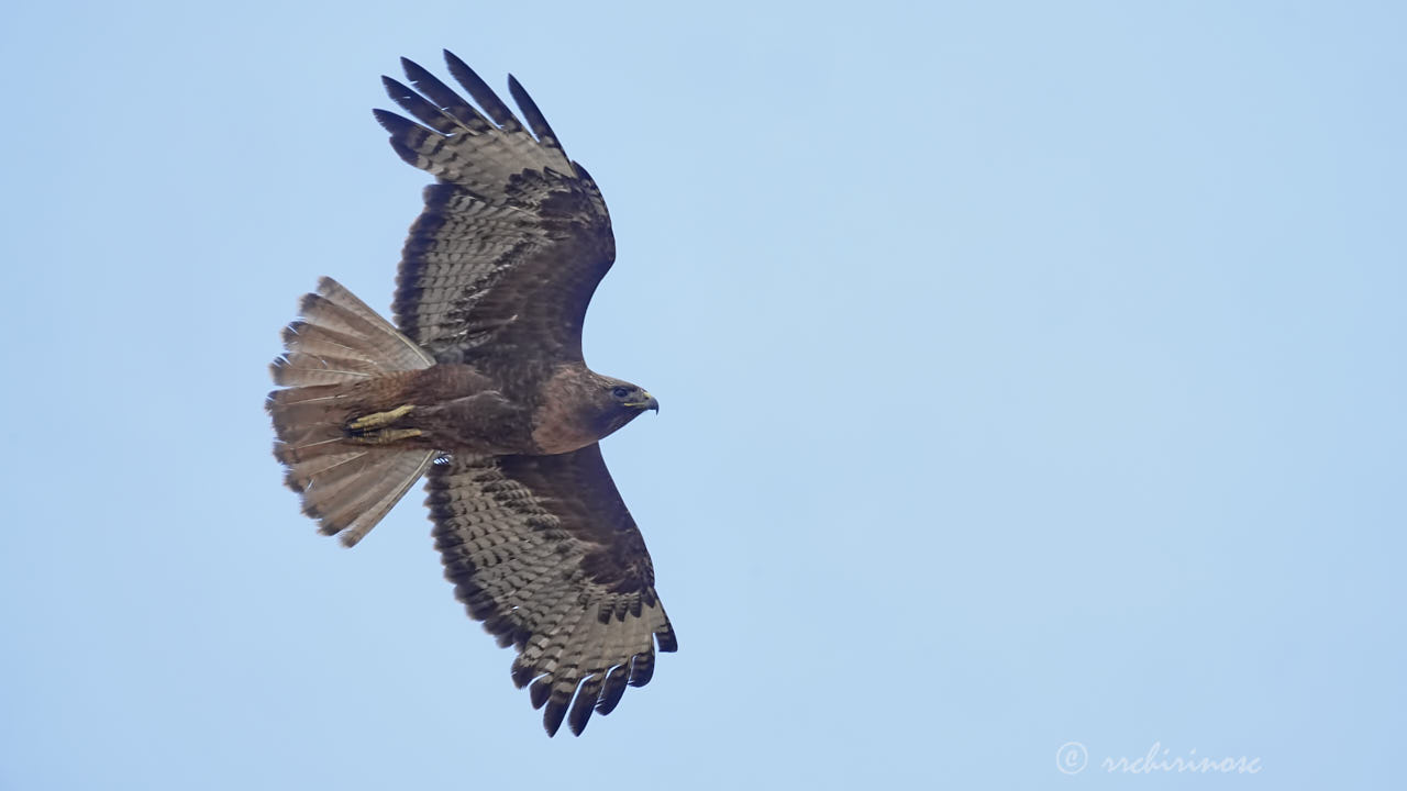 Red-tailed hawk