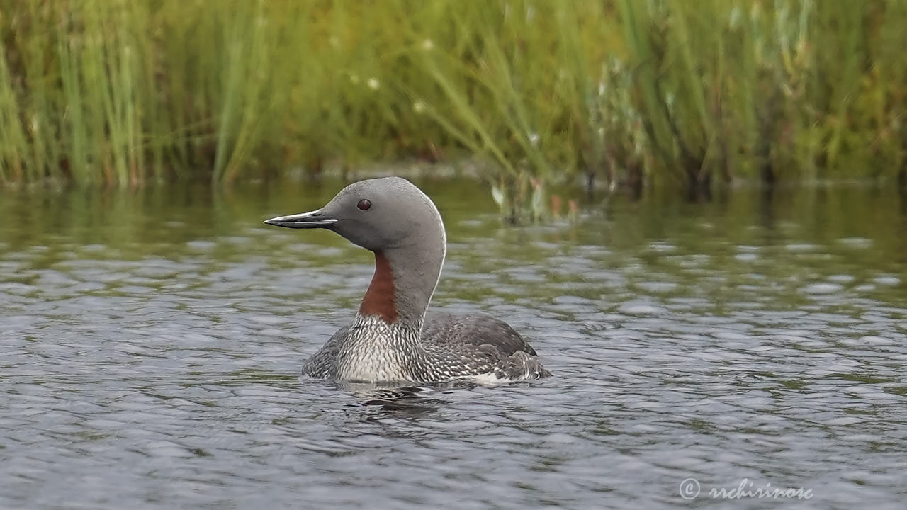 Red-throated loon