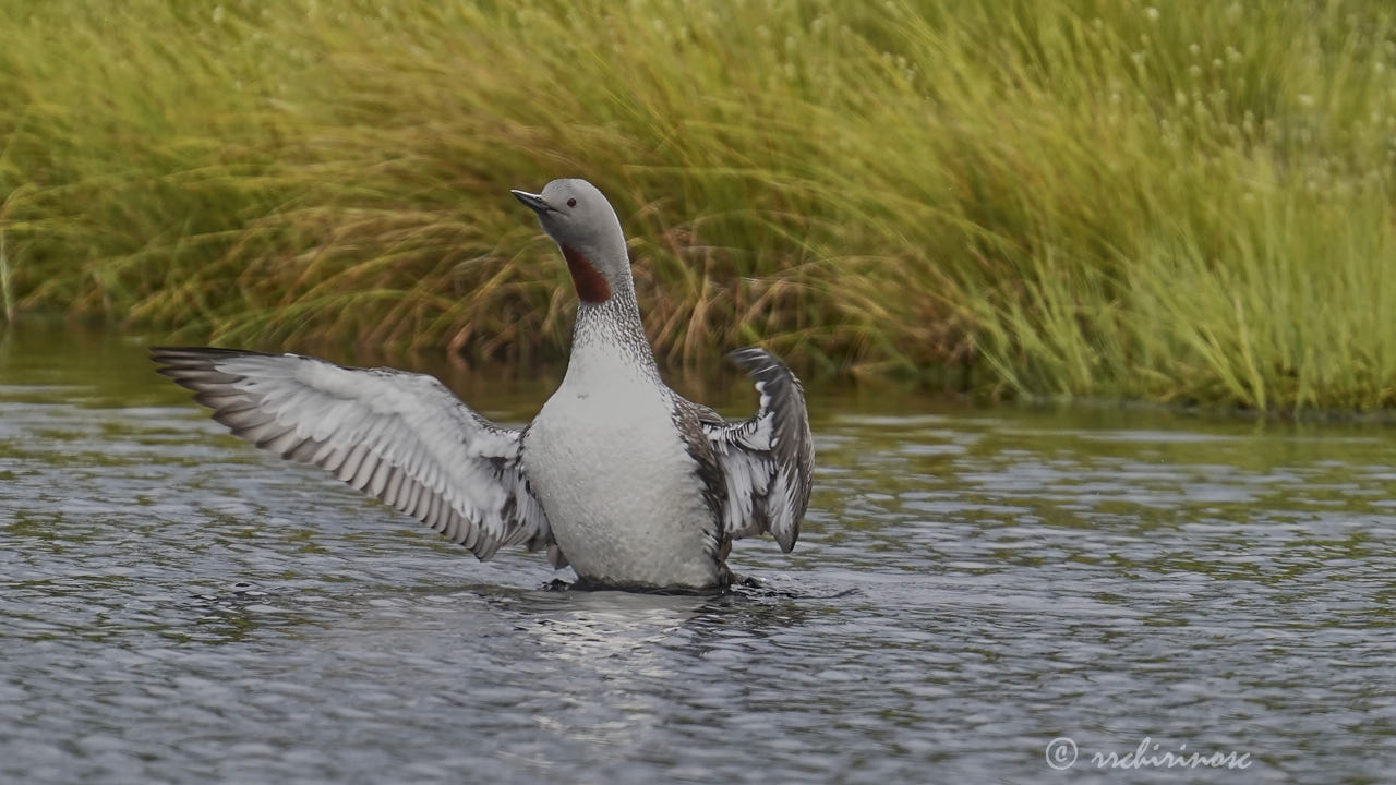 Red-throated loon