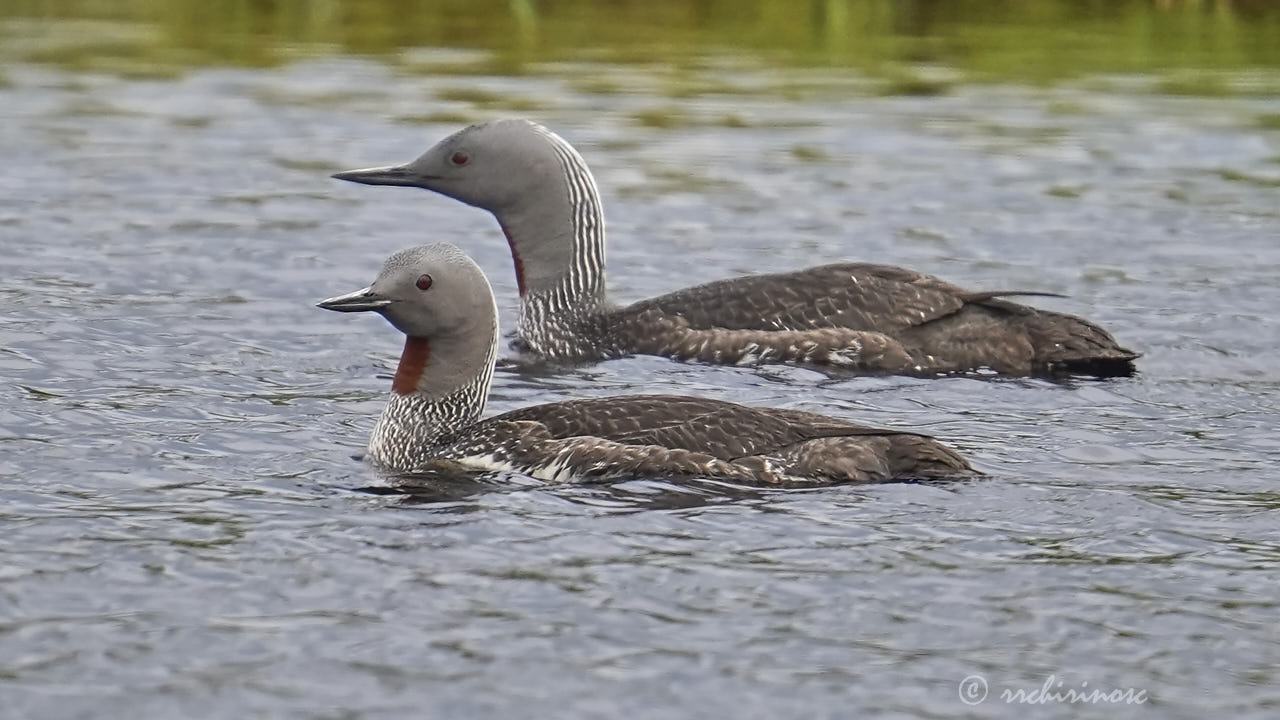 Red-throated loon