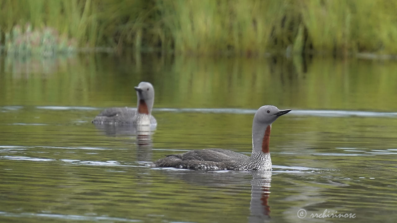 Red-throated loon