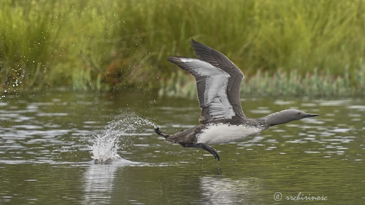 Red-throated loon