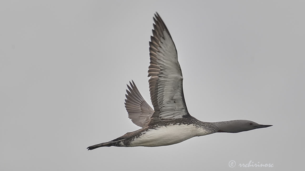 Red-throated loon