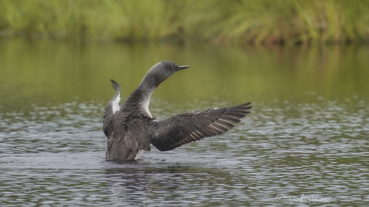 Red-throated loon